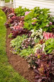 In basic soil, expect more magenta tones. Let S Dance Big Easy Reblooming Hydrangea Hydrangea Macrophylla Proven Winners