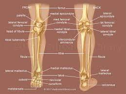 The thigh bone, or femur, is the large upper leg bone that connects the lower leg bones (knee joint) to the pelvic bone (hip joint). Leg Bones Medical Illustration Leg Bones Leg Muscles Diagram Leg Anatomy