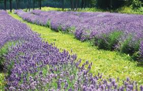 Planter la lavande au printemps : Le Temps De La Lavande Le Devoir