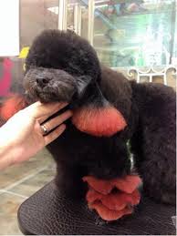 Color dilution alopecia (hair loss and breakage typically in dogs with a light coat color for the given breed) black hair follicular dysplasia (coat and skin changes affecting the black and dark brown hairs in dogs with two or three colors in the coat) nasal depigmentation (dudley nose or snow nose; How To Color A Black Dog With Opawz Lightening Cream