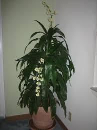 Image result for Dracaenaceae