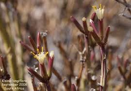 Image result for Kleinia longiflora