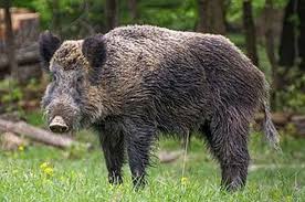 20 Pig Boar Lev 11 7 Also The Pig Because It Has A Split Hoof And A Cleft In The Hoof But Does Not Chew The Cud It Is Unclean For