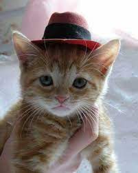 Pin By Loie Evron On Cats Cats With Hats Cute Cats Cats