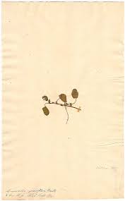 Image result for Limosella grandiflora