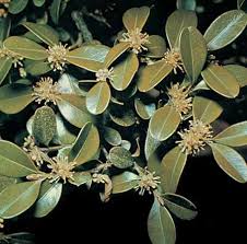 Image result for Buxaceae