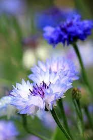 Disminucion By George Kirk Bachelor Button Flower Beautiful Flowers Amazing Flowers Love Flowers