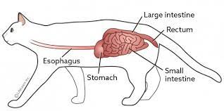 Constipation In Cats Vca Animal Hospital