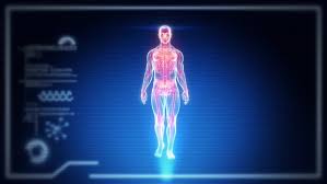 Human body internal parts such as the lungs, heart, and brain, are enclosed within the skeletal system and are housed within the different internal body cavities. Human Full Body Male Anatomy Stock Footage Video 100 Royalty Free 17239984 Shutterstock