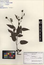 Image result for Bidens pilosa