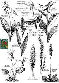 Image result for Orchidaceae