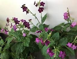 Image result for Nicotiana x sanderae `Perfume`F1