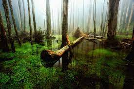 忘憂森林 南投 ディープな台湾南部旅行のすすめ naver まとめ deep forest landscape photos tree silhouette