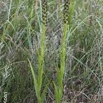 Image result for Corycium dracomontanum