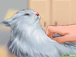 I like to try new products, find cute pictures of them and share them with people. How To Care For American Longhair Cats With Pictures Wikihow