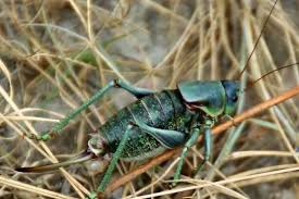 Search for verses that contains all of the search words. Unknown Bug Grasshopper Anabrus Simplex Bugguide Net