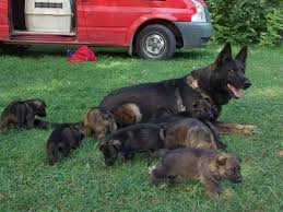 Black And Silver German Shepherd Puppies For Sale In Nc Pin By Destinee Vandoyle On Ddr Czech German Shepherds Sable German Shepherd German Shepherd Breeds Gsd Dog
