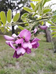 Image result for Lonchocarpus