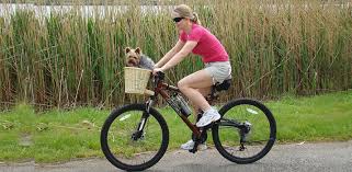 Size 34 x 27 x 25 cm l maximum load 5 kg. Dog Bike Baskets Best Options Based On Size Weight Of Your Pooch Daily Dog Stuff