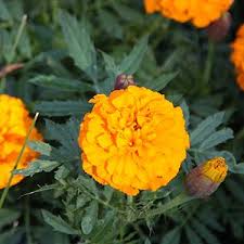 Garlic is a popular allium that has seasoned dishes for thousands of years. Marigolds Plants