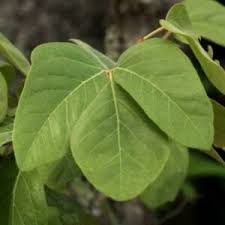 Image result for Rhoicissus revoilii