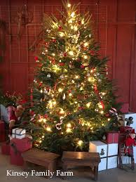 It is recommended that you repot the christmas palm every few years. Christmas Tree Farm Choose Cut Your Own Pre Cut Kinsey Family Farm