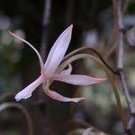 Image result for Aerangis collum-cygni