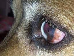 Dog Eye Redness Irritation With Raised Spot On Lens Organic Pet Digest