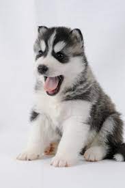Black and white, with bright hazel eyes siberian husky puppy ready for her new home! Husky Puppy With Black And White Fur Siberianhusky