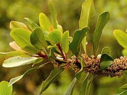 Image result for Rapanea melanophloeos