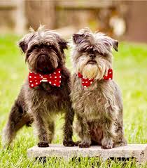 Cani Piccola Taglia Le 36 Razze Di Cani Piccoli Perfette Per L Appartamento