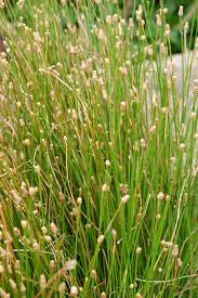 Image result for Eleocharis caduca