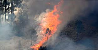 Son 25.000 hectáreas calcinadas y muchas casas destruidas. Algarve E Alentejo Continuam Com Risco De Incendio Muito Elevado Nas Proximas 72 Horas