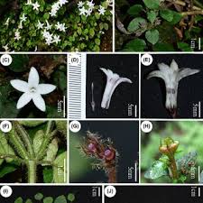 Image result for Polyceratocarpus gossweileri