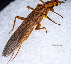 Image result for Perlidae