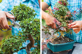 For indoor and outdoor ✅ import = large assortment + low prices + fast shipment ✅ bonsaischule wenddorf. Bonsai 4 Secrets Pour Entretenir Un Bonsai Facilement Detente Jardin