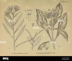 Image result for Rauvolfia mannii