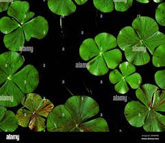 Image result for Marsilea macrocarpa