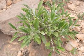 Image result for Neuracanthus