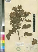 Image result for Humularia