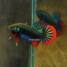 All my fish are of renowned bloodlines. Franksbettas On Instagram Original Betta Imbellis Betta Bettas Bettafish Bettatank Bettasorority Bettasplendens Bettasofinstagram Fish Pet Pets Fish