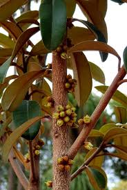 Image result for Strychnos gossweileri