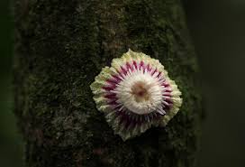 Image result for Napoleonaea