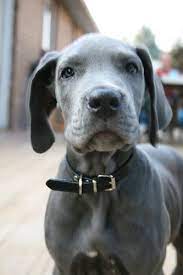 Blue Great Dane Puppy Dane Puppies Great Dane Dogs Great Dane Puppy