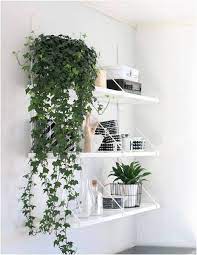 Fiddle leaf fig is a great indoor plant for rooms and offices alike. 19 Best Indoor Vines Climbers You Can Grow Easily In Your Home Easy Indoor Plants Indoor Vines Growing Plants Indoors