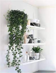 White, pink, red sun exposure: 19 Best Indoor Vines Climbers You Can Grow Easily In Your Home Easy Indoor Plants Indoor Vines Growing Plants Indoors