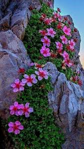 Se numeşte matrice cu m linii şi n coloane (sau de tip ) un tablou cu m linii şi n coloane: Beautiful Exoticflowers Blumen Pflanzen Fotografie Blumen Pflanzideen