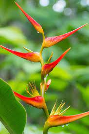 Loveforearth Birds Of Paradise Blue Red
