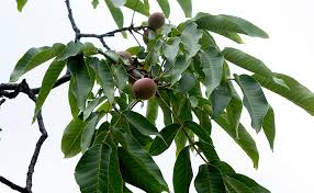 Image result for Juglandaceae