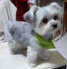 Raluca tagani, 29, is due to appear before belfast magistrates' court later today after little liam o. Male Short Hair Shih Tzu Haircuts Novocom Top